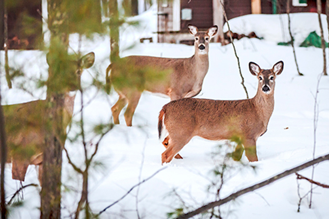 Dixie's Coffee House