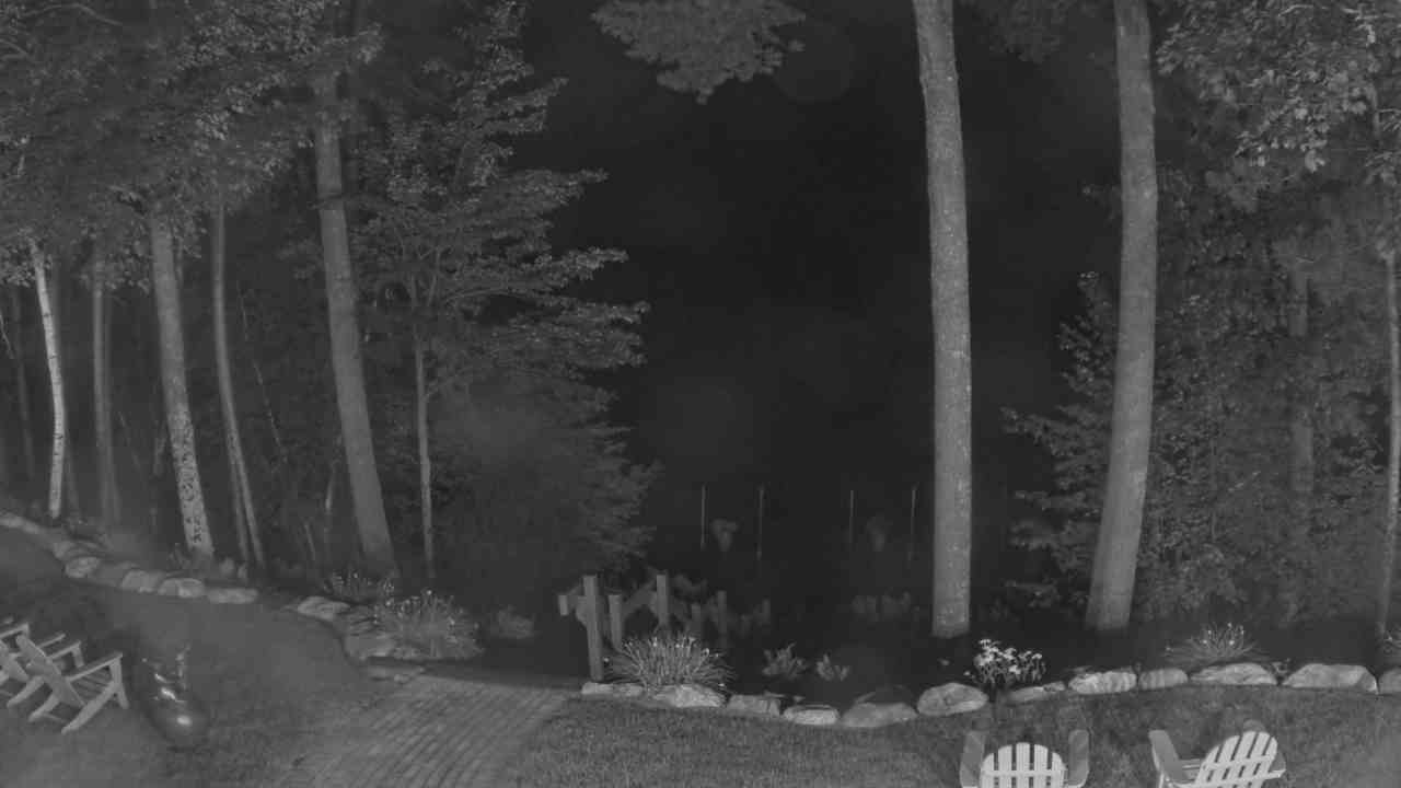 Dixie's Webcam